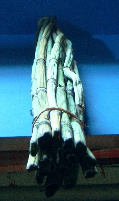 Prele en branches